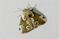 Thyatira batis