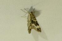 Epirrhoe alternata