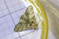 Drymonia ruficornis