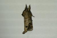 Clostera anachoreta