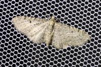 Eupithecia virgaureata