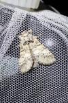 Drymonia ruficornis