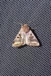 Orthosia gothica
