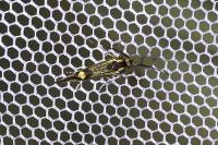 Esperia sulphurella