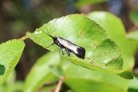 Adela reaumurella