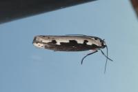 Ethmia bipunctella