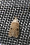 Agonopterix propinquella