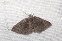 Aleucis distinctata