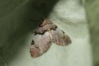 Anticlea derivata