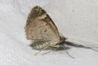 Chloroclysta siterata