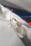 Cilix glaucata