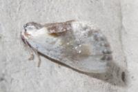 Cilix glaucata