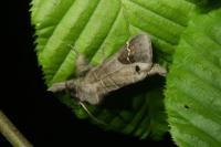Clostera anachoreta