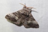Drymonia ruficornis