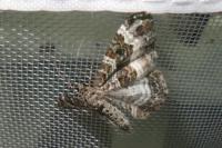Epirrhoe alternata