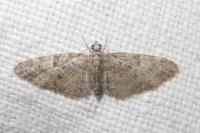 Eupithecia abbreviata