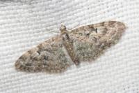 Eupithecia dodoneata