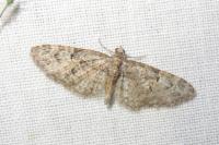 Eupithecia dodoneata