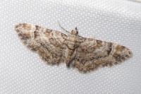 Gymnoscelis rufifasciata