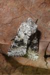 Hecatera bicolorata