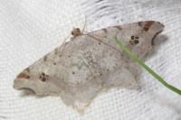 Macaria alternata