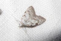 Nola confusalis