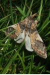 Notodonta tritophus