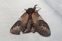 Notodonta ziczac