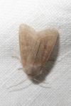 Orthosia cerasi