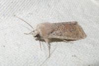 Orthosia cruda