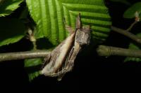 Pheosia tremula