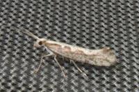 Plutella xylostella