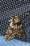 Polyploca ridens