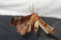 Selenia lunularia