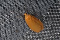 Wittia sororcula