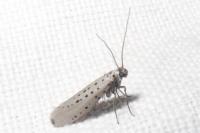 Yponomeuta sedella