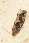 Epinotia immundana