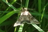 Autographa gamma