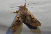 Orthosia gothica