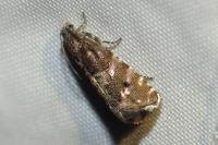 Pammene splendidulana