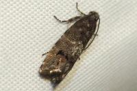 Pammene splendidulana