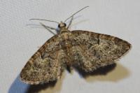 Eupithecia dodoneata
