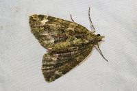 Chloroclysta siterata