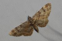 Gymnoscelis rufifasciata