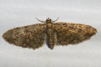 Eupithecia abbreviata