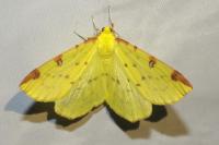 Opisthograptis luteolata