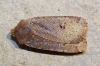 Conistra erythrocephala