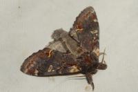 Notodonta dromedarius