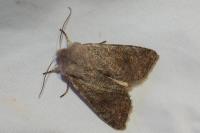 Orthosia incerta