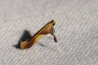 Caloptilia robustella